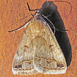 Acantholipes circumdata